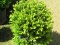 Buxus. green beauty.JPG